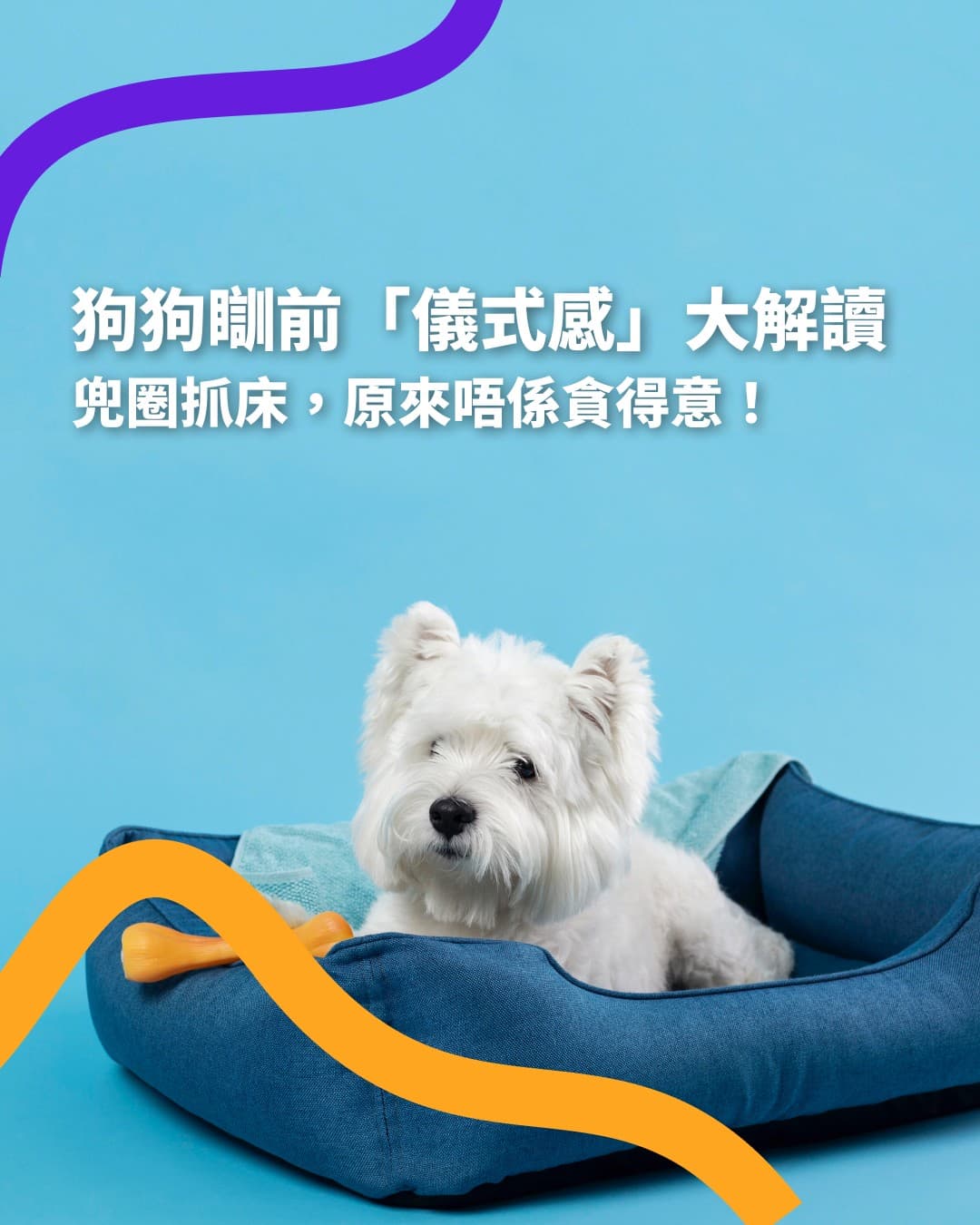 Cat Lovers Must Read: Why Is Your Cat So Obsessed with Boxes? The Mysterious Magic Revealed!